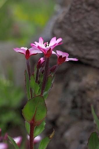 Epilobium australe