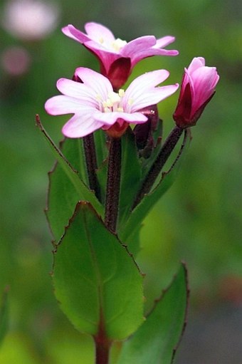 Epilobium australe