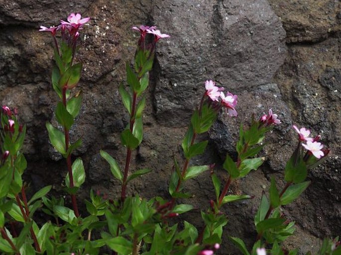 EPILOBIUM AUSTRALE Poepp. et Hausskn. - vrbovka / vŕbovka