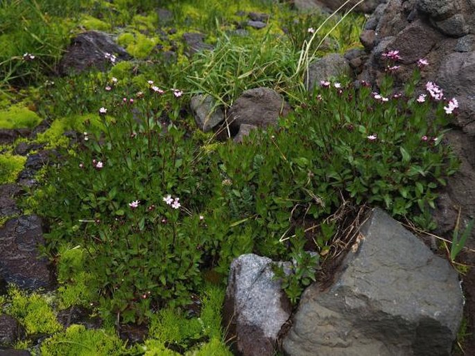 Epilobium australe