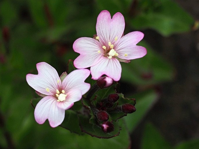 Epilobium australe