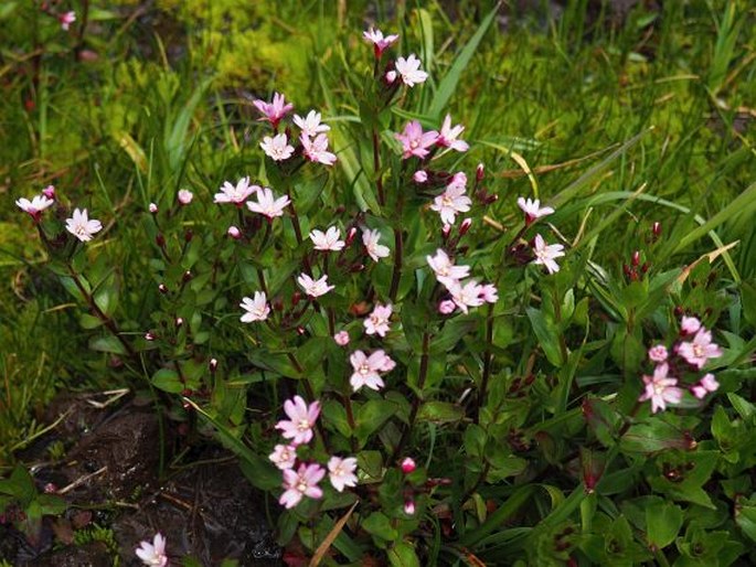 Epilobium australe