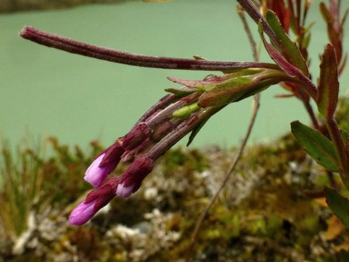 Epilobium denticulatum