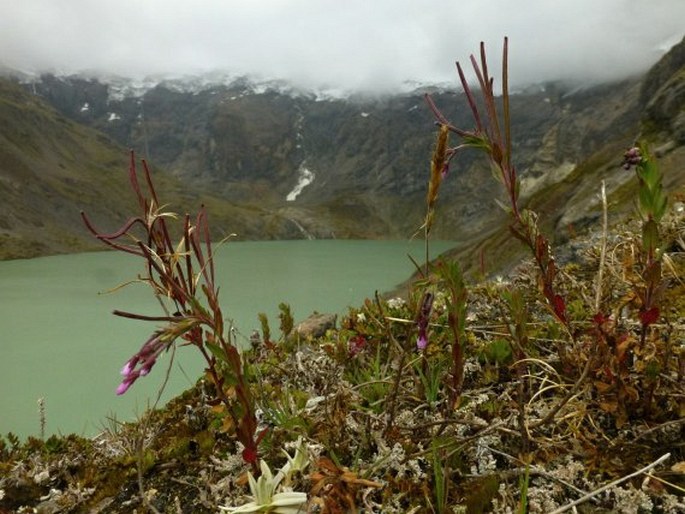 Epilobium denticulatum