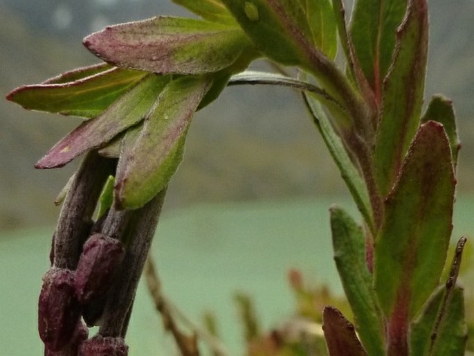 Epilobium denticulatum