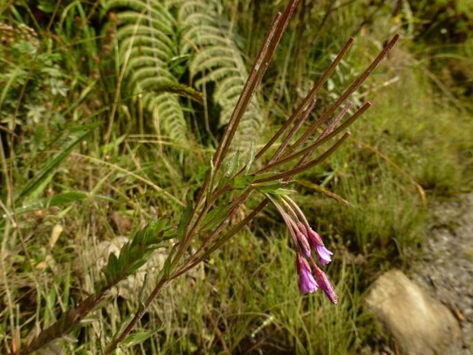 Epilobium denticulatum