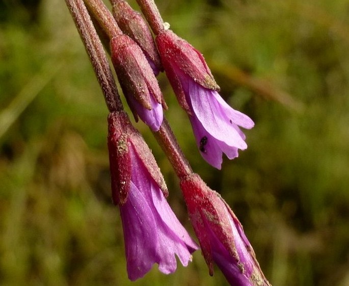 Epilobium denticulatum