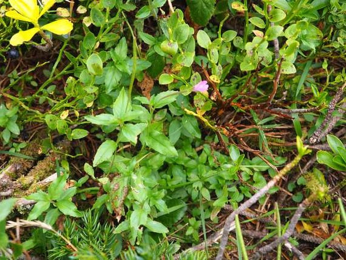 Epilobium duriaei