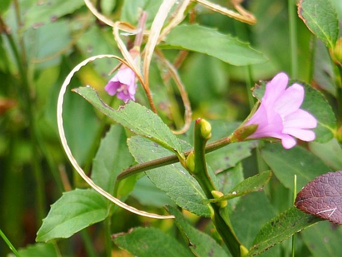 Epilobium duriaei