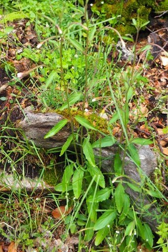 Epilobium lanceolatum