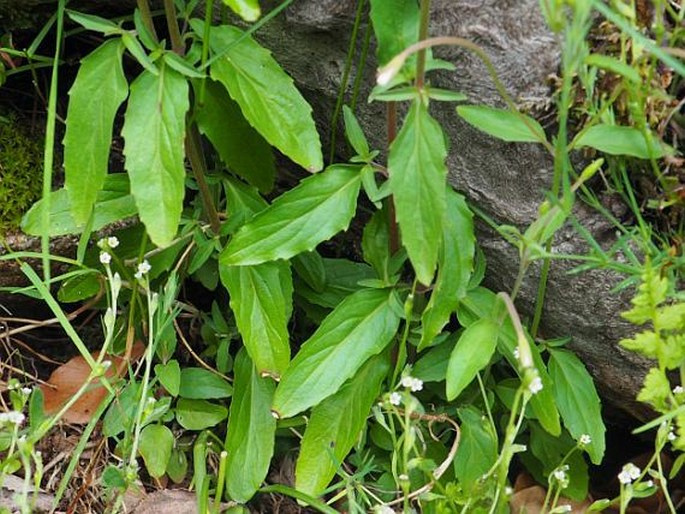 Epilobium lanceolatum