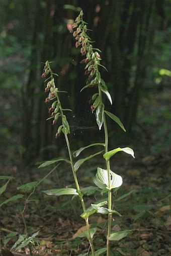 Epipactis leptochila subsp. leptochila