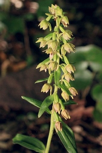 Epipactis leptochila subsp. leptochila