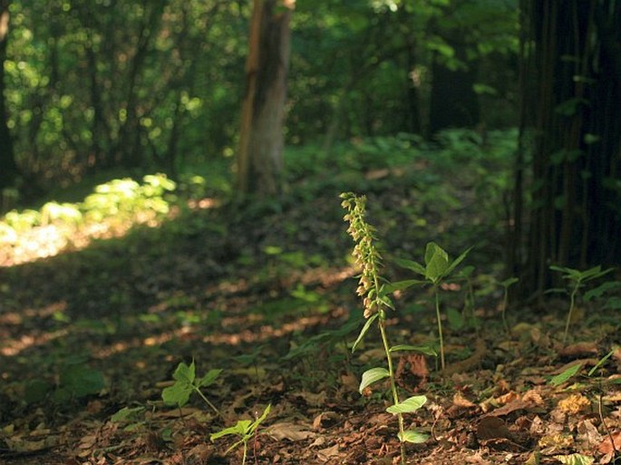 Epipactis leptochila subsp. leptochila