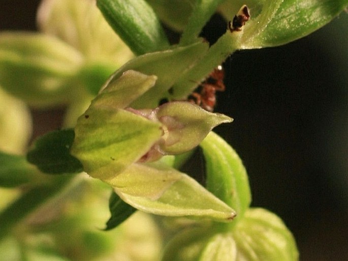 Epipactis leptochila subsp. leptochila