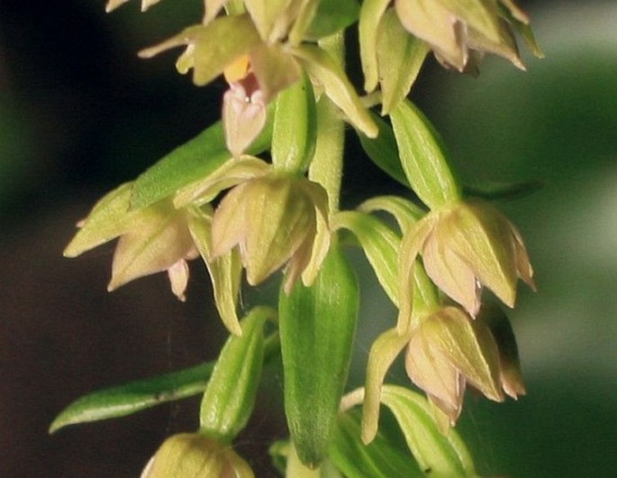 Epipactis leptochila subsp. leptochila