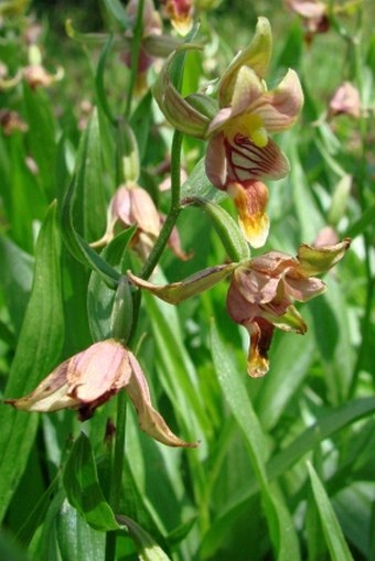 Epipactis gigantea