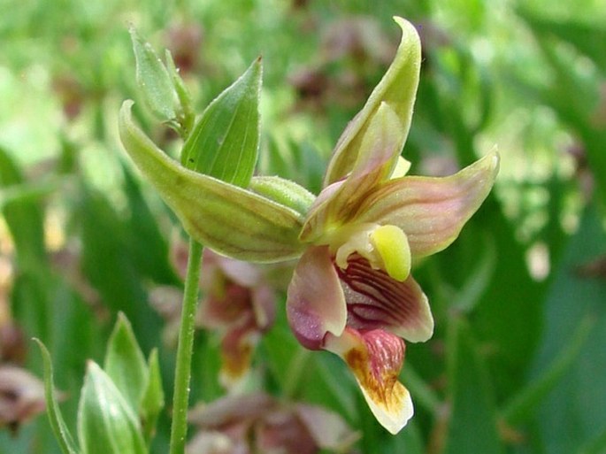 Epipactis gigantea