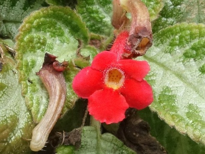 Episcia reptans