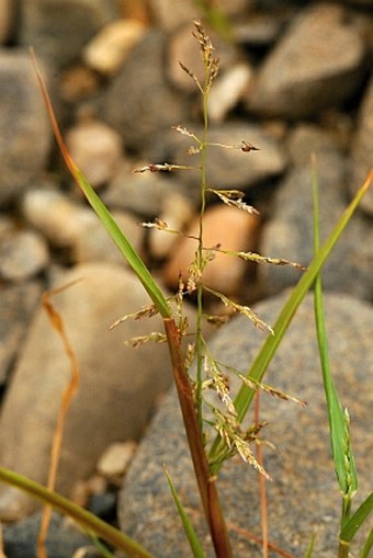 Eragrostis albensis