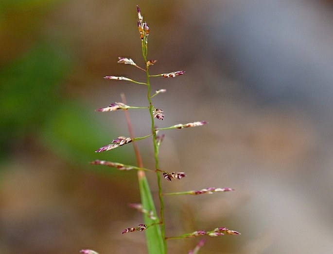 ERAGROSTIS ALBENSIS H. Scholz – milička polabská / milota