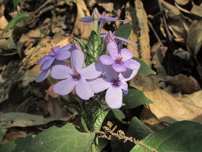 ERANTHEMUM PULCHELLUM Andrews