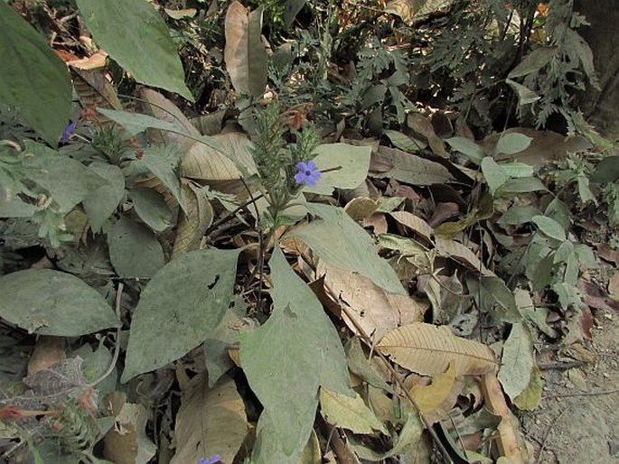 Eranthemum pulchellum