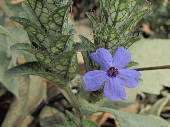 Eranthemum pulchellum