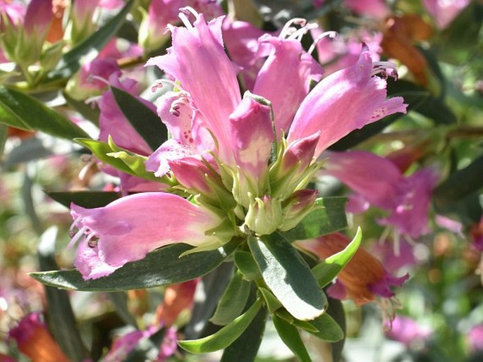 Eremophila laanii