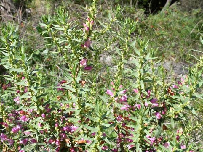 Eremophila laanii