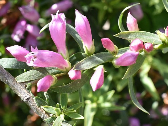 Eremophila laanii