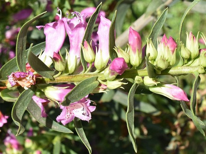 Eremophila laanii