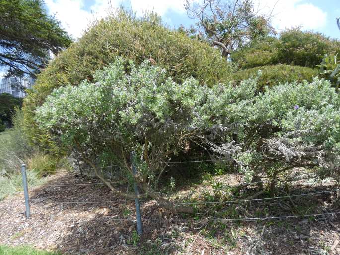 Eremophila mackinlayi