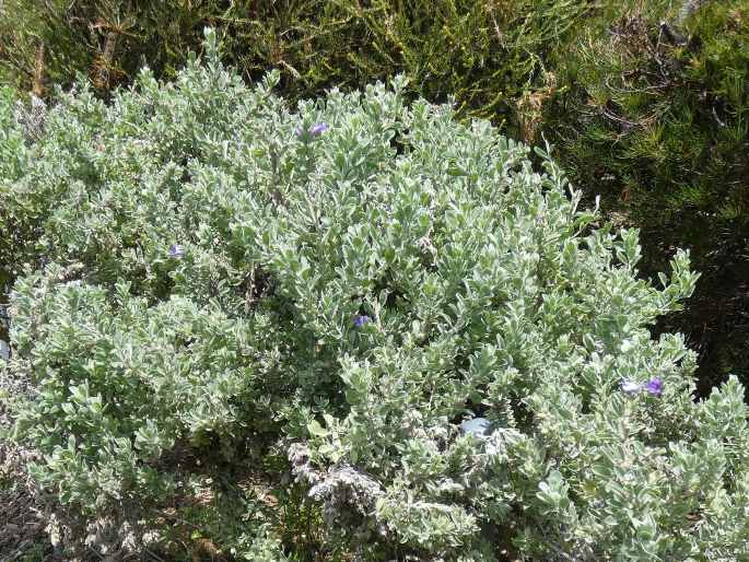 Eremophila mackinlayi