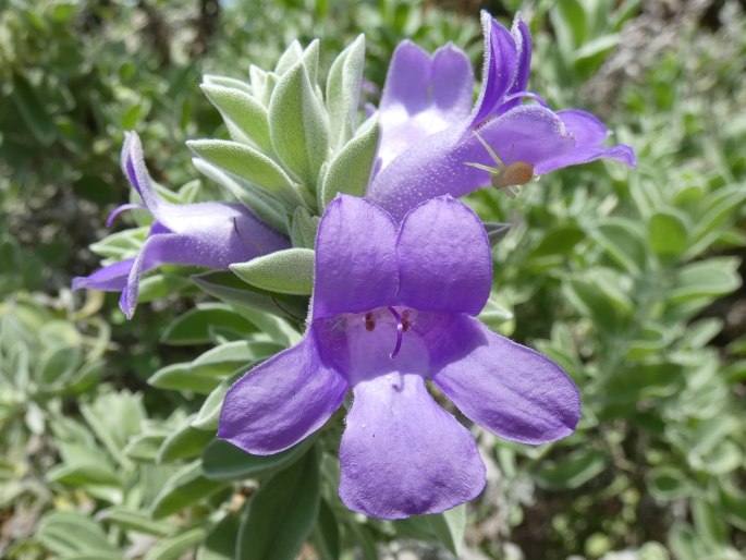 Eremophila mackinlayi