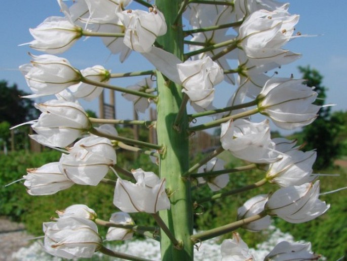 Eremurus robustus