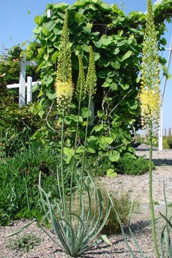 Eremurus stenophyllus