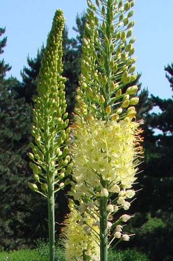 Eremurus stenophyllus