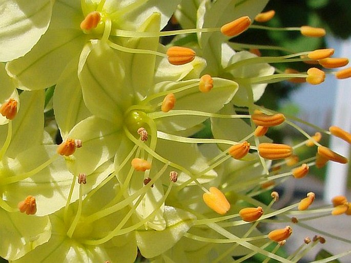 Eremurus stenophyllus