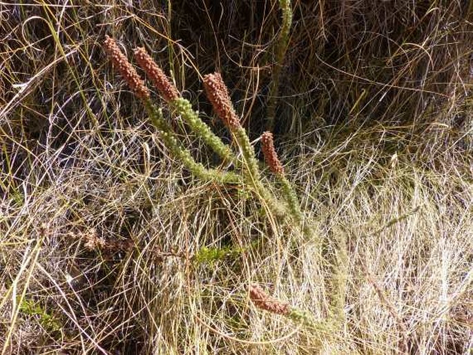 Erica alopecurus