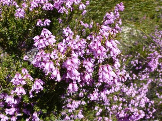 Erica australis