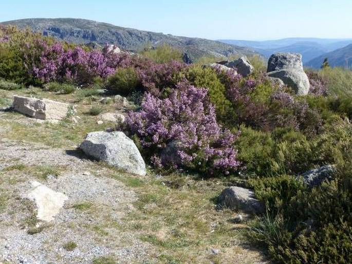 Erica australis