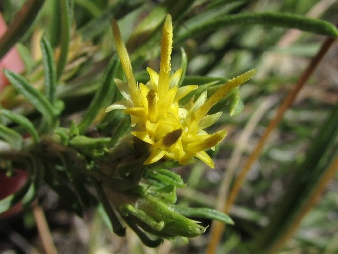 ERICAMERIA PARRYI (A. Gray) G. L. Nesom et G. I. Baird