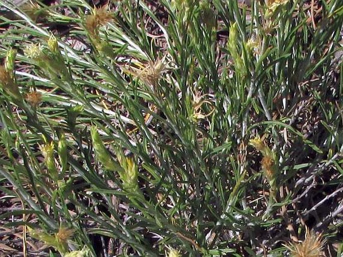 Ericameria parryi