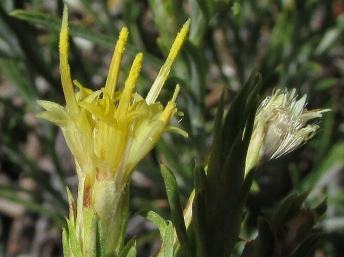 Ericameria parryi