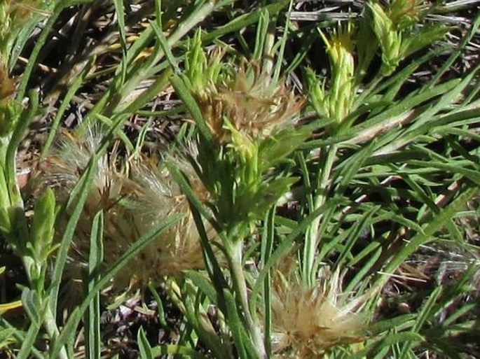 Ericameria parryi