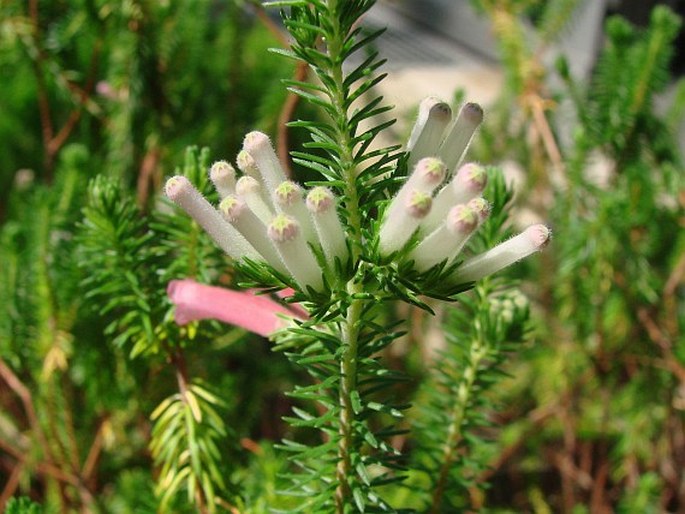 Erica curviflora