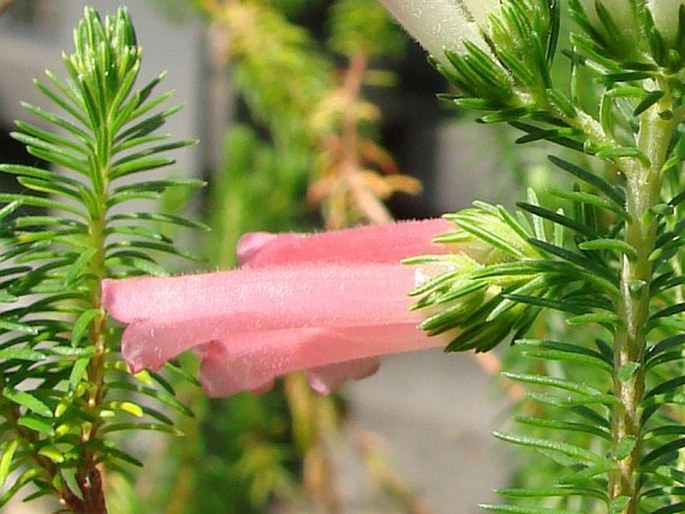 Erica curviflora
