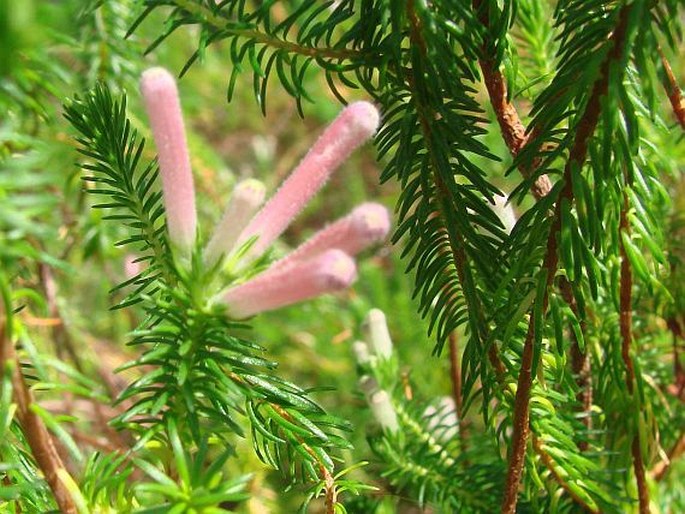 Erica curviflora