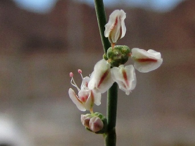 Eriogonum deflexum